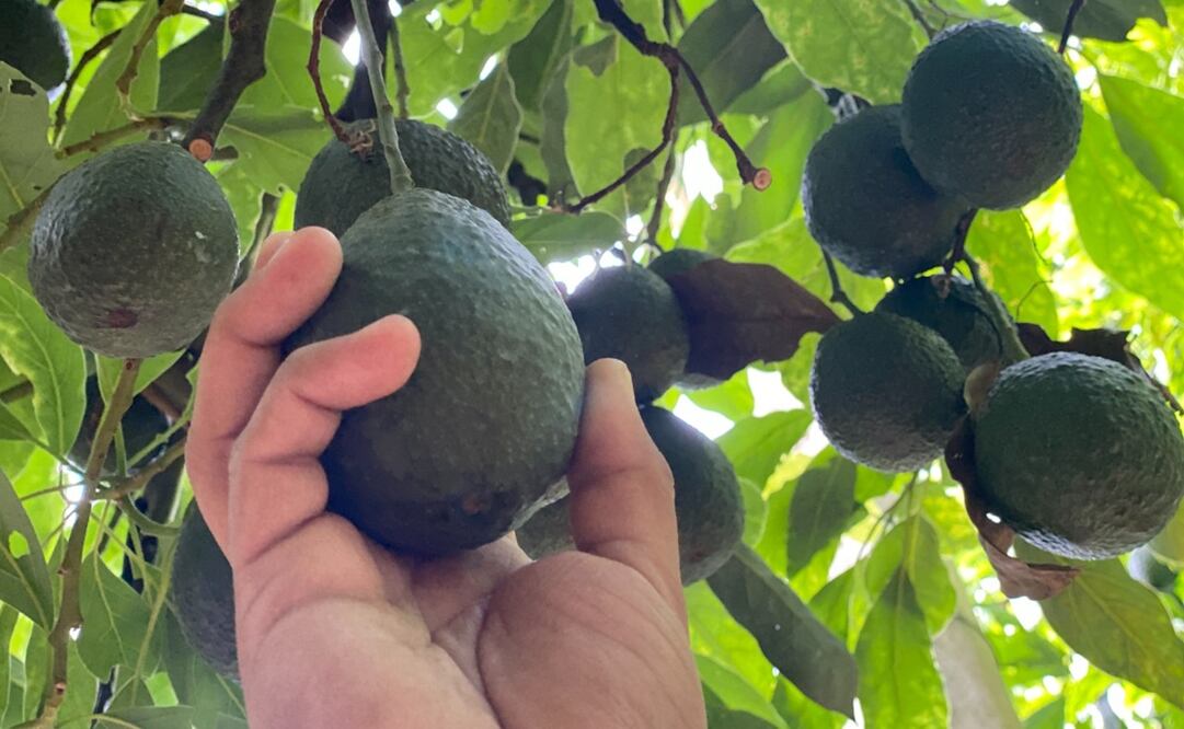 Foto: Archivo/ EL UNIVERSAL 