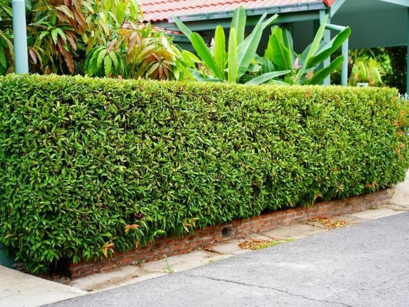 Creando espacios íntimos con cercos naturales. Fuente: Freepik.