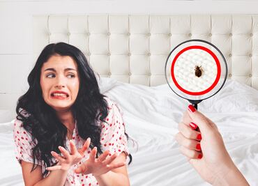 ¿Tener chinches en casa afecta a tu salud?; estás son las consecuencias