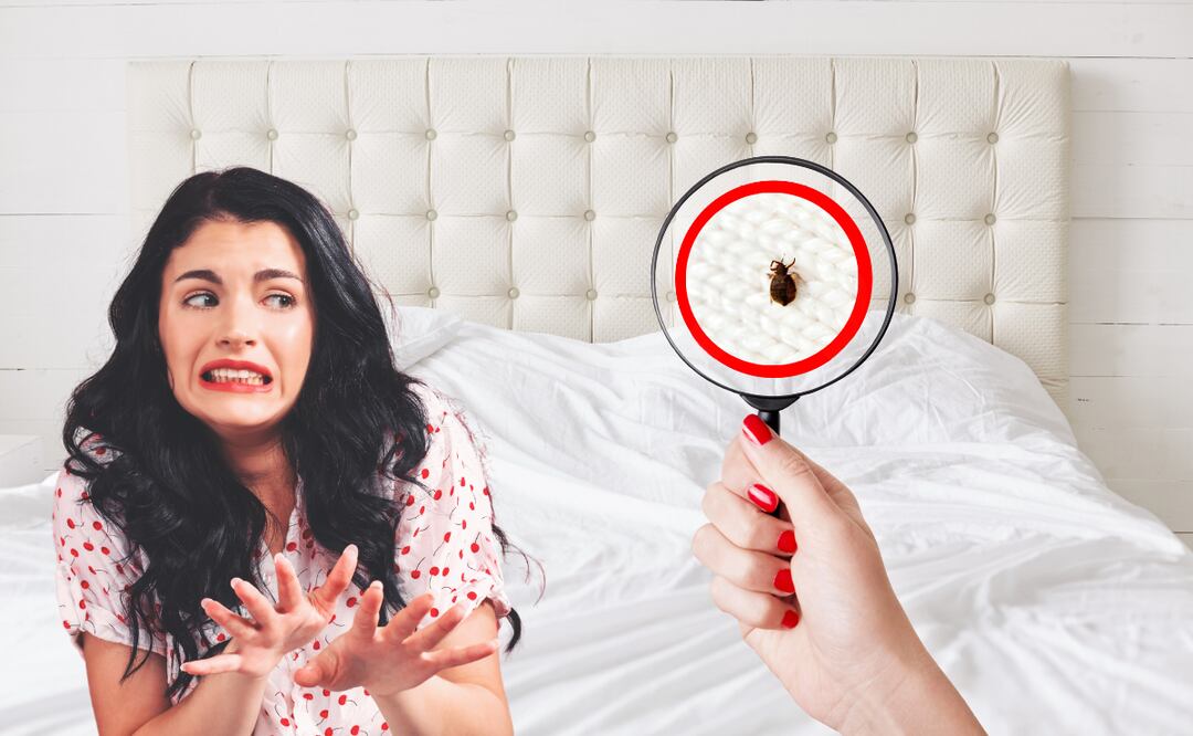 Para prevenir su presencia, un estudio ha identificado una solución natural que actúa por deshidratación y ofrece una alternativa eficaz para erradicarlas.
Foto: El Universal