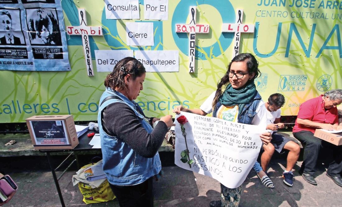 La organización Proyecto Gran Simio México realizó una consulta ciudadana sobre el cierre del Zoológico de Chapultepec, donde han muerto tres animales en el último año (GERMÁN GARCÍA. EL UNIVERSAL)