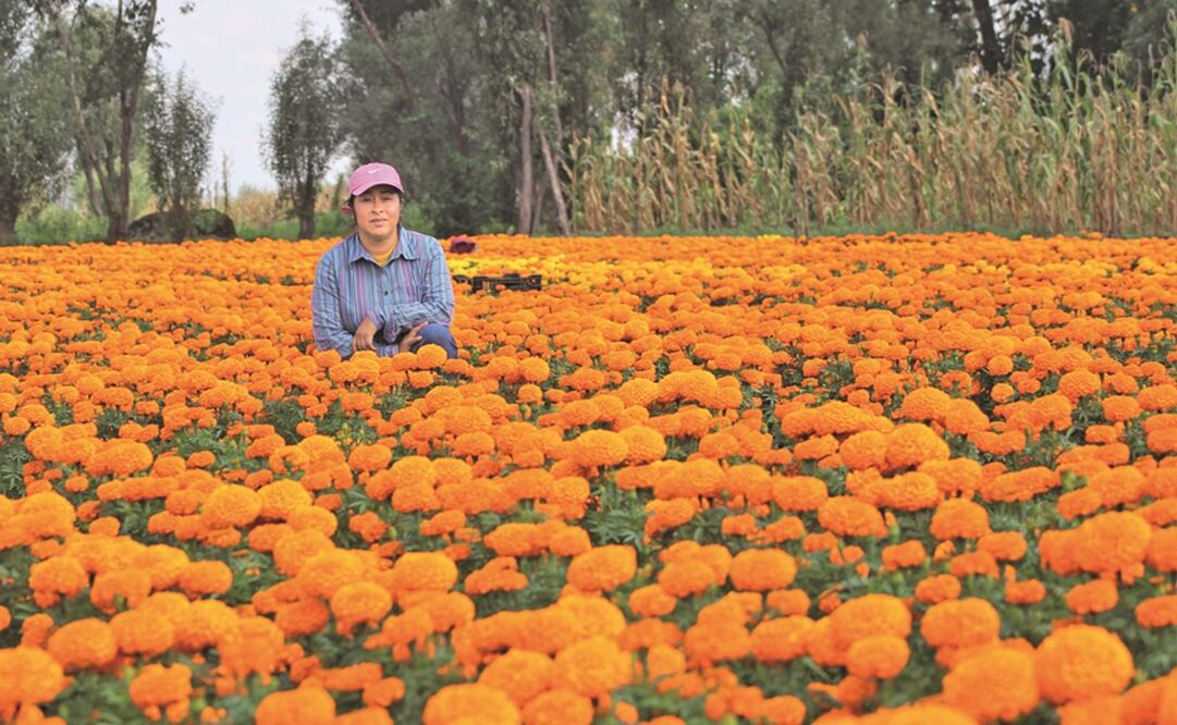 Los mexicanos no han dejado que se pierda la tradición de Día de Muertos y siguen comprando la flor, dice Sara Rodríguez. Fotos: Juan Boites y Diego Campos. EL UNIVERSAL