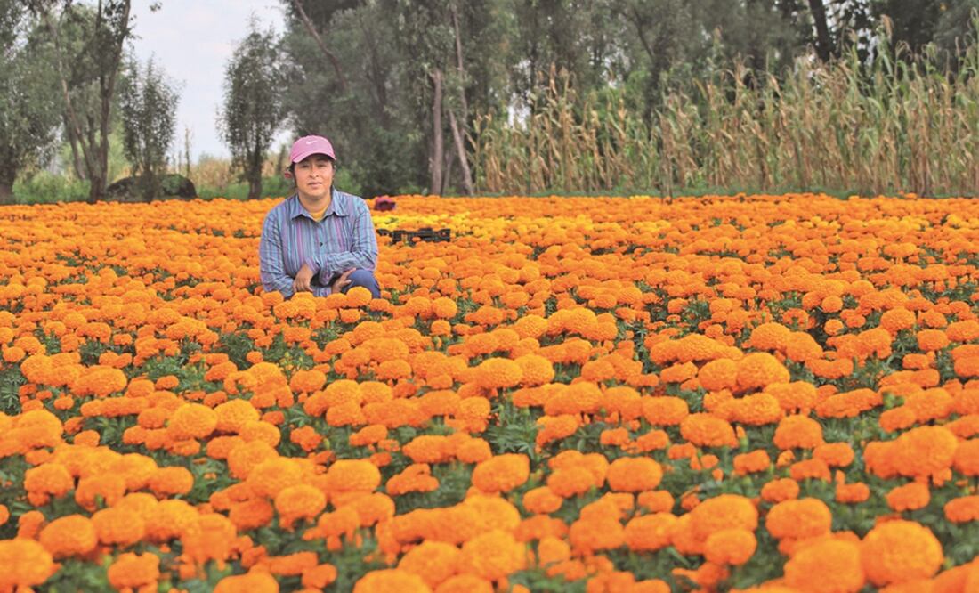 Los mexicanos no han dejado que se pierda la tradición de Día de Muertos y siguen comprando la flor, dice Sara Rodríguez. Fotos: Juan Boites y Diego Campos. EL UNIVERSAL