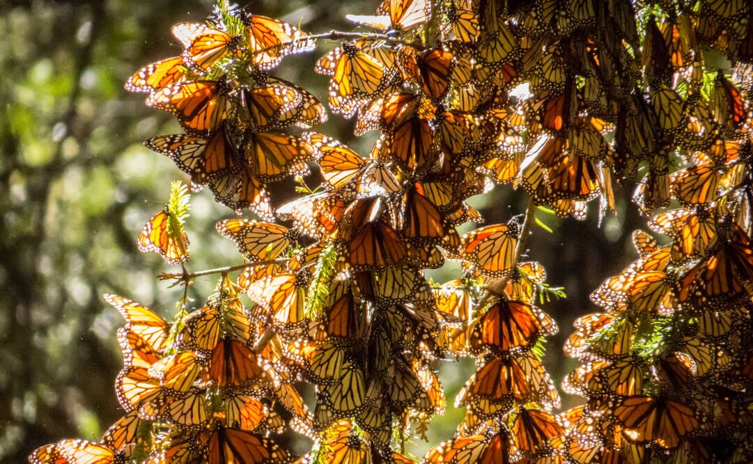 La temporada de mariposas monarca en Michoacán y el Estado de México va de noviembre a marzo. (Foto: iStock)