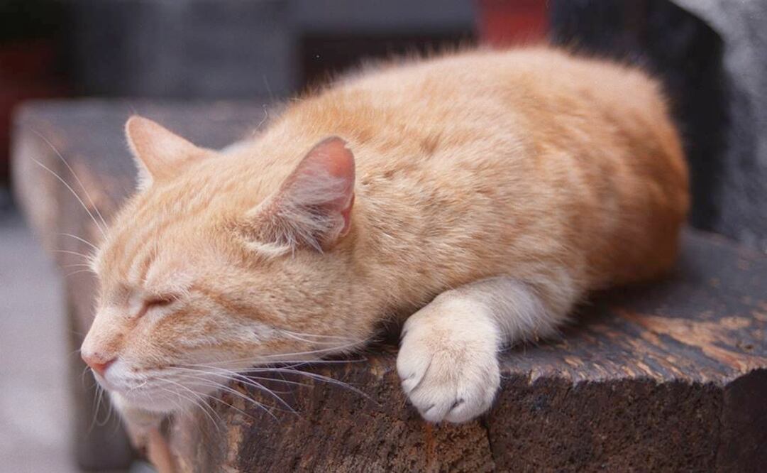 Foto: Archivo EL UNIVERSAL