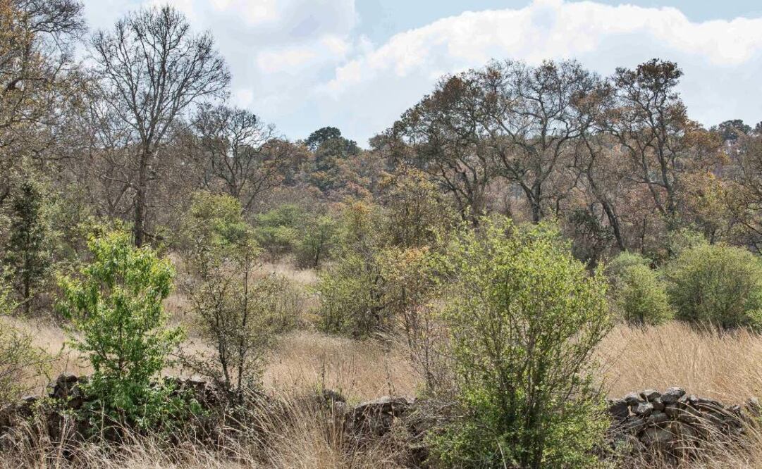 Los vestigios de Angamuco, antigua ciudad purépecha, se encuentran en medio de un terreno agreste, inaccesible, que es custodiado por serpientes de cascabel. Foto: Rodolfo Ayala / EL UNIVERSAL