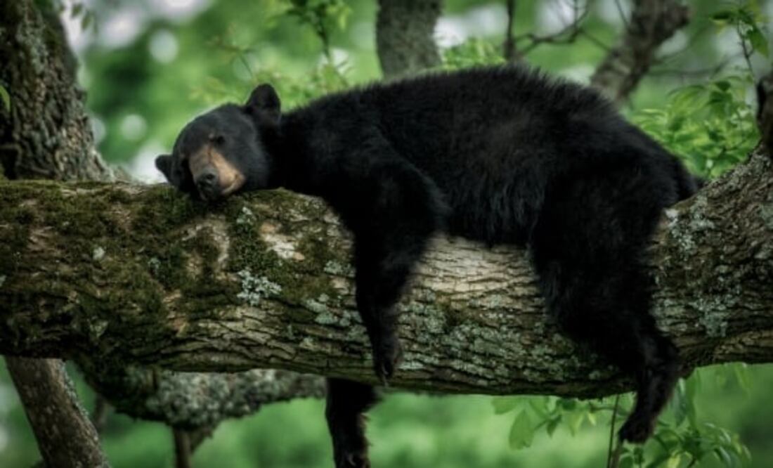 el Departamento de Seguros de California informó que fueron arrestados cuatro residentes de Los Ángeles, acusados de defraudar a tres compañías de seguros por casi 142 mil dólares al afirmar que un oso había causado daños a sus vehículos.