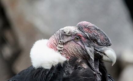 Encuentran cóndor muerto por comer insecticida en Ecuador