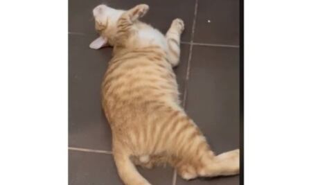 Gatito estremece a los internautas con su reacción al saber que es adoptado