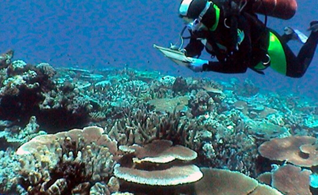 Los corales expulsan a las coloridas algas con las que conviven cuando están bajo estrés. Foto: Archivo