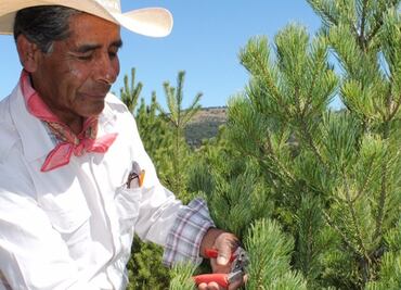 Productores mexicanos comercializan 700 mil árboles de Navidad