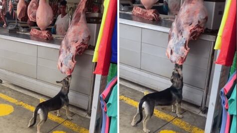 Perrito ladrón asalta enorme pieza de carne en local comercial y se viraliza en TikTok