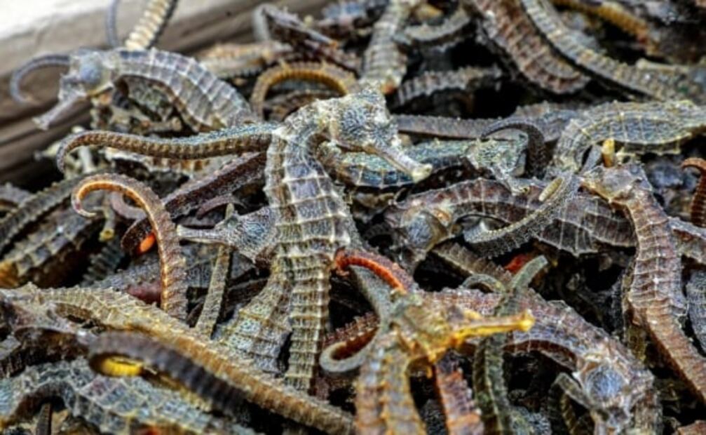 Decomisan en Perú más de 12 millones de caballitos de mar disecados