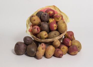 Matilde: la papa peruana que resiste el cambio climático