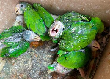 Rescatan cinco aves exóticas traficadas ilegalmente en mercado de Oaxaca; comerciantes entregan al vendedor a la FGR