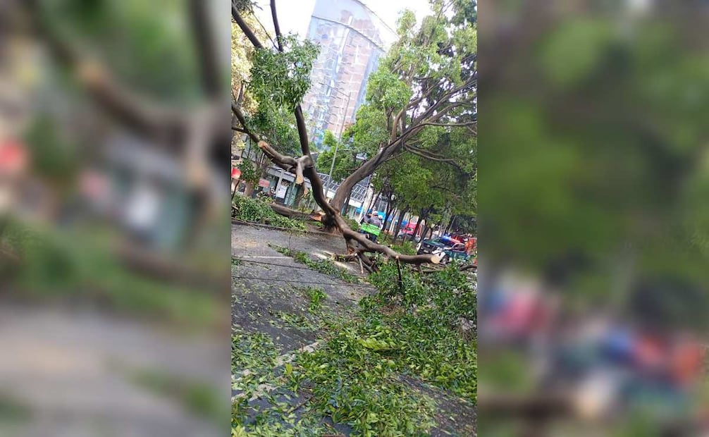 Fuertes lluvias provocan afectaciones en alcaldías de la CDMX; registran árboles caídos, encharcamientos y hasta un herido. Foto: Especial.