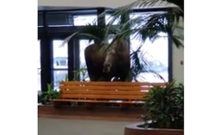 Captan en video "visita" de alce a hospital de Alaska