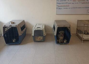 Rescatan a 4 perritos en operativo por maltrato animal en Ciudad Caucel, Yucatán; fueron abandonados por 15 días