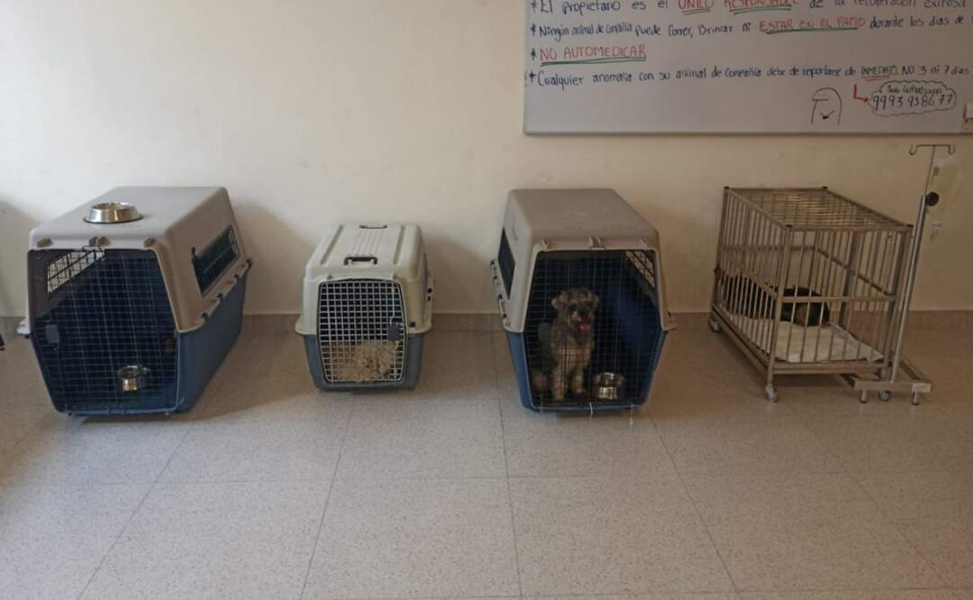 Los 4 perritos de diferentes razas, fueron rescatados durante operativo por maltrato animal en Ciudad Caucel, Yucatán (11/02/2025). Foto: Especial