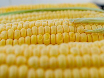 México pierde disputa por maíz transgénico contra EU; “reclamos no se basan en la ciencia y socavan acceso al mercado”