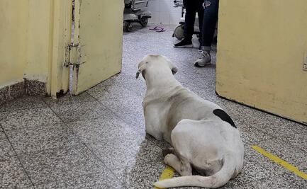 Perrita sigue hasta el hospital a su dueña y espera impaciente su recuperación