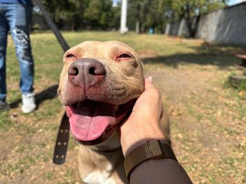 Día Mundial del Animal sin Hogar: 49 perritos del Metro esperan ser adoptados; ¡conócelos!