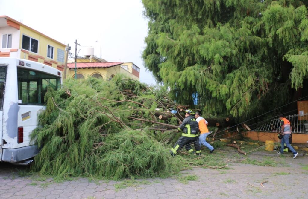 La delegación Xochimilco reportó que una parte del ahuehuete, ubicado en el barrio San Juan, se desprendió. Foto: Especial