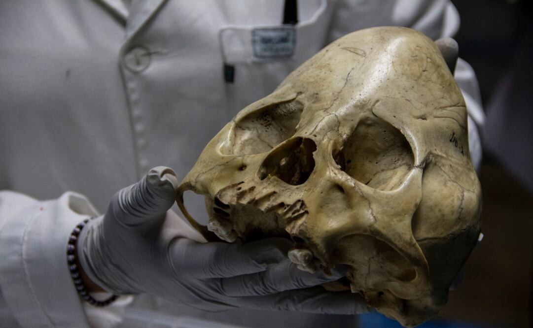 Foto: Archivo/ EL UNIVERSAL                    