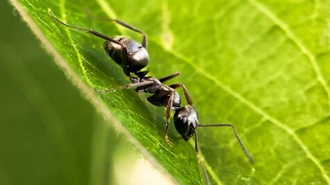 Tres ingredientes que combinados son letales contra las hormigas negras