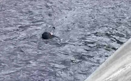 Hallan cuerpo de un hombre flotando en aguas negras del río Hondo en Naucalpan