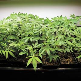 Sin apoyo de AMLO, plan de cannabis 