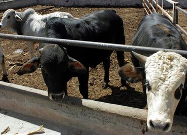 OMS mantiene en "bajo" el riesgo global de la gripe aviar, pese a infecciones en ganado