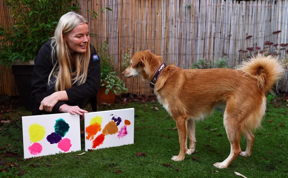 Jodie Bennett, una de las directoras del Animal Rescue Centre (ARC) de Bristol, en el oeste de Inglaterra, le muestra unos cuadros a la perra rescatada Alba el 23 de noviembre de 2023. Foto: AFP