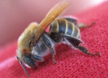 Ataque de abejas deja un muerto y varios lesionados en Nuevo León