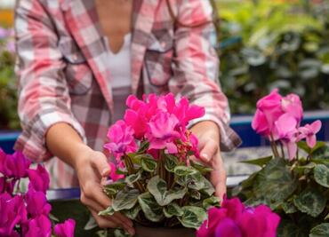 Conoce las mejores plantas para decorar el jardín de tu hogar sin sufrir humedad