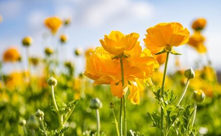 ¿Por qué hoy, 21 de septiembre, TikTok pide regalar flores amarillas?