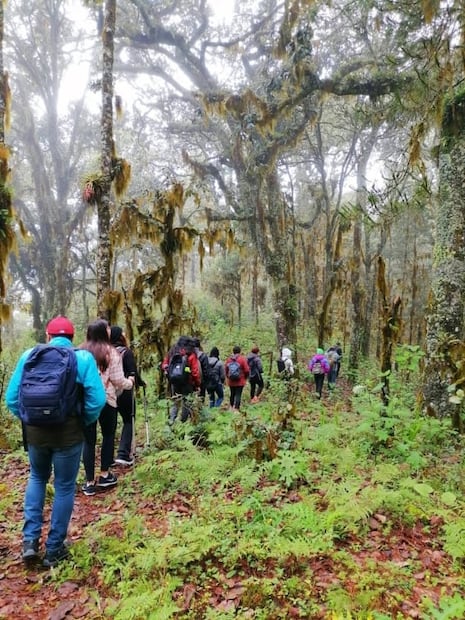 ¿Baño de bosque? Vive la experiencia en el Desierto de los Leones