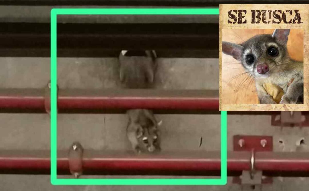 El cacomixtle ha sido visto en la vías del Metro Foto: Especial