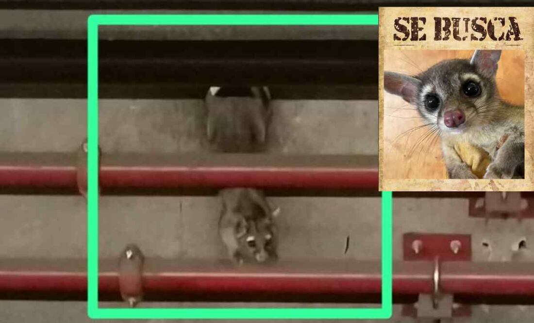 El cacomixtle ha sido visto en la vías del Metro Foto: Especial
