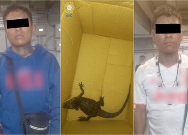 Detienen a dos personas en estación Guerrero del Metro por intentar transportar a cría de caimán sin documentación