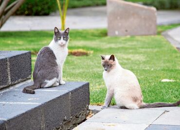 PETA agradece a AMLO haber declarado como “activos fijos vivos” a los 19 gatitos de Palacio Nacional