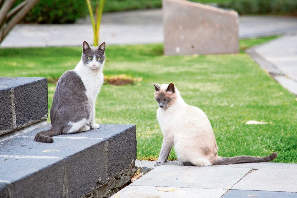 Todos los gatitos que habitan en Palacio Nacional cuentan con un chip que contiene su información básica. Foto: Pedro Villa y Caña / EL UNIVERSAL