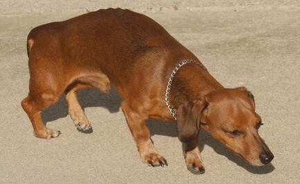 Detienen a joven por arrojar a perro salchicha desde quinto piso en la Narvarte