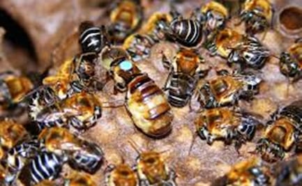 Científicas de Yucatán proponen curación avanzada con derivados de la miel