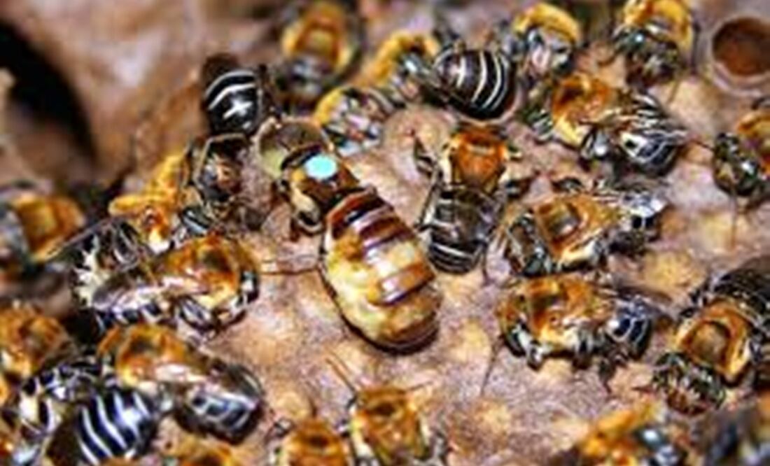 Investigaciones a nivel local demuestran la importancia de la posible fórmula en desarrollo para sanar heridas y evitar infecciones con los mismo recursos naturales de la miel. Foto: