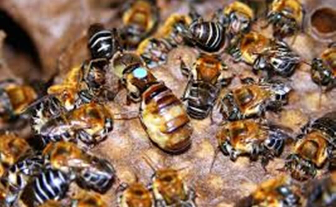 Investigaciones a nivel local demuestran la importancia de la posible fórmula en desarrollo para sanar heridas y evitar infecciones con los mismo recursos naturales de la miel. Foto: