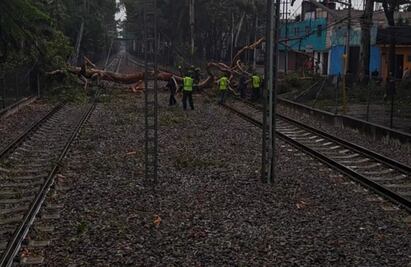 Más de 120 árboles caídos e interrupción en el Tren Ligero dejaron las lluvias de ayer en la CDMX