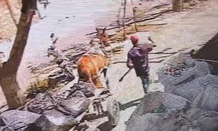 Captan a carromatero golpeando con una pala a un caballo en Torreón, Coahuila; piden apoyo para dar con el responsable