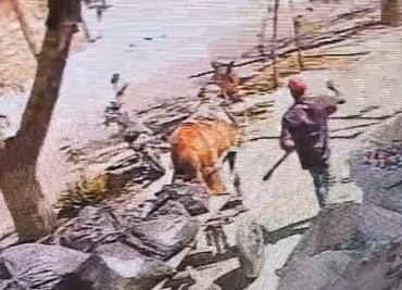 Captan a carromatero golpeando con una pala a un caballo en Torreón, Coahuila; piden apoyo para dar con el responsable