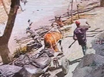 Captan a carromatero golpeando con una pala a un caballo en Torreón, Coahuila; piden apoyo para dar con el responsable